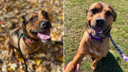 Twice Chosen, Twice Returned: The Unique Behavior That Makes This Shelter Dog’s Adoption Challenging