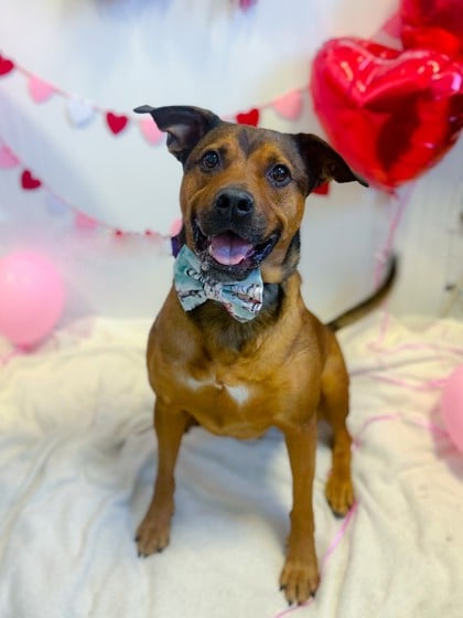 Dog up for Adoption: Twice Chosen, Twice Returned: The Unique Behavior That Makes This Shelter Dog's Adoption Challenging