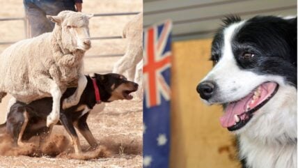 The Surprising Truth About the Australian Shepherd + 10 Other Dogs Bred Down Under