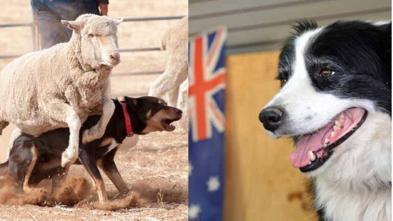 The Surprising Truth About the Australian Shepherd + 10 Other Dogs Bred Down Under: 