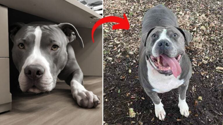 dog rescue: Shelter Employee Hides Abused Dog Under Desk to Save Her Life