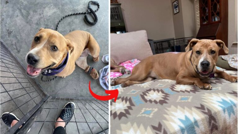 Dog up for adoption: Rescue Pup Born Without Back Paws