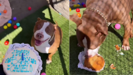 Pawty Animal: Shelter Pup’s Epic Birthday Celebration is Pure Joy!