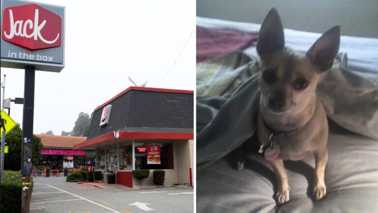 Dog rescue: Puppy Born In Jack in the Box Drive Thru Snuggles His Way Into a Forever Home