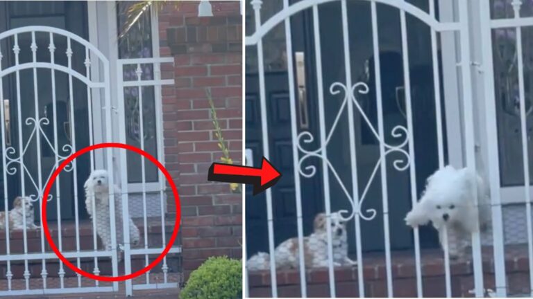 Velcro dog: Tiny Escape Artist Maltese Scales Fence in Epic Mission to Reach Mom