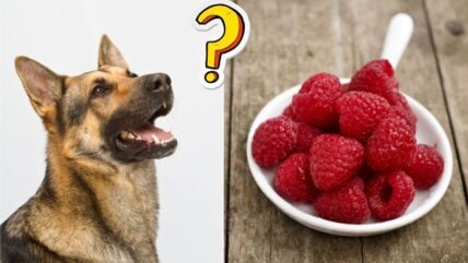 Can Dogs Eat Raspberries Or Should Dog Owners Keep This Fruit For Themselves?