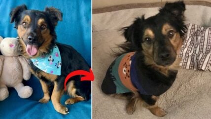 Once-Homeless Amputee Dog Beats Odds, Gets Adopted After Tough Journey