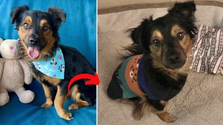 Dog Rescue: A Streetwise Pup Loses a Leg but Beats the Odds and Finds a Forever Home 