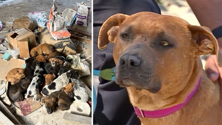Dog rescue: Stray Pit Bull Shot 25+ Times Still Loving After Rescuing Her 15 Pups