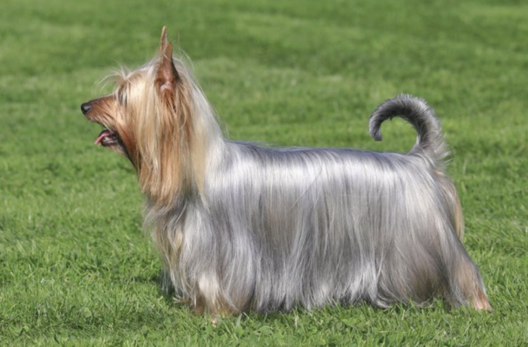 The Surprising Truth About the Australian Shepherd + 10 Other Dogs Bred Down Under: Silky Terrier