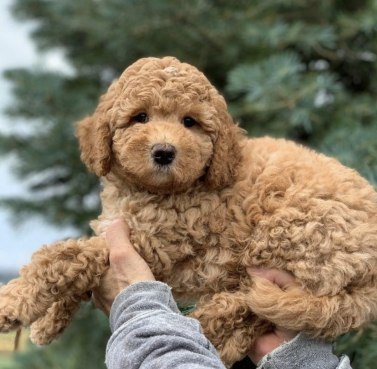 The Surprising Truth About the Australian Shepherd + 10 Other Dogs Bred Down Under: Australian Cobberdog