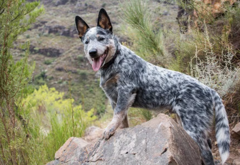 The Surprising Truth About the Australian Shepherd + 10 Other Dogs Bred Down Under: Australian Cattle Dog 