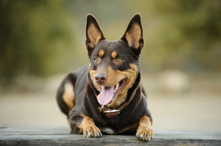 The Surprising Truth About the Australian Shepherd + 10 Other Dogs Bred Down Under: Australian Kelpie 