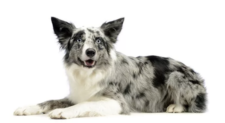 The Surprising Truth About the Australian Shepherd + 10 Other Dogs Bred Down Under: Koolie