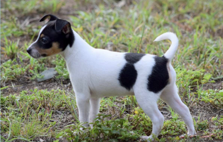 The Surprising Truth About the Australian Shepherd + 10 Other Dogs Bred Down Under: Miniature Fox Terrier 