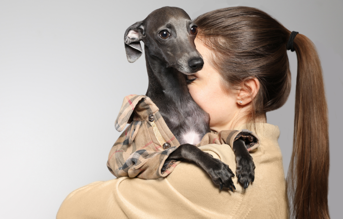 Italian greyhounds are needy velcro dogs