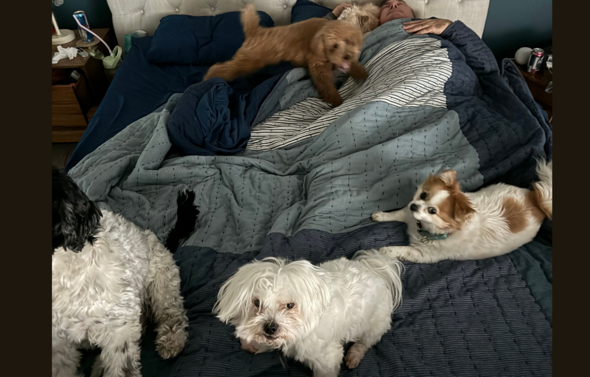 Your Dog Has a Spot in Your Bed. 5 dogs sleeping on a bed