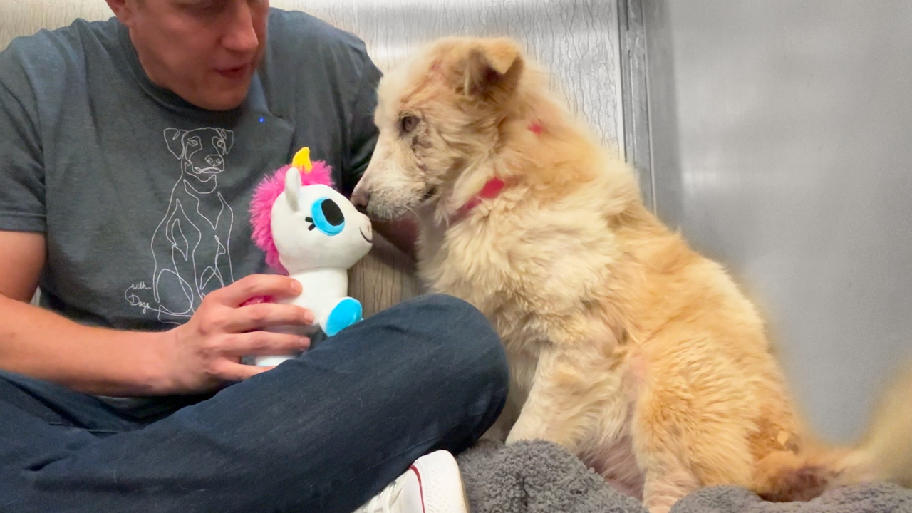 Watch This Shelter Dog React To Her First Toy 🥹 - Rocky Kanaka