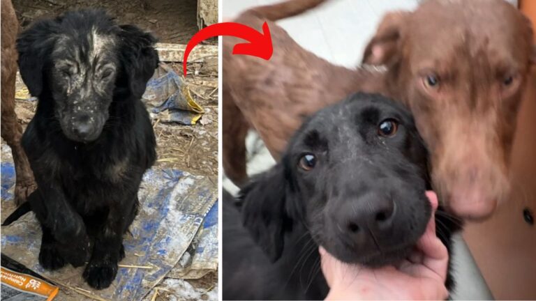 dog rescue: Starving Pups Rescued From Freezing Temps Now Refuse to Leave Their Warm Bed & Shower Rescuers with Kisses