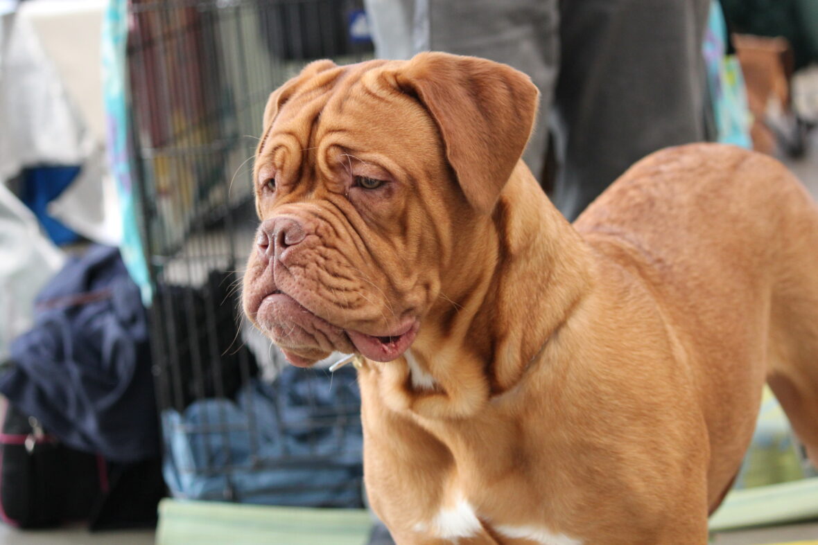 Close up of a Dogue de Bordeaux, Dogue de Bordeauxs are among the dog breeds with the shortest lifespans 