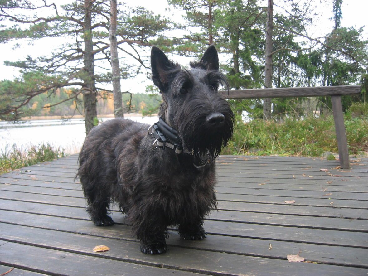 a Close-up of a Scottish Terrier standing on a wooden deck, Scotties are among the dog breeds most prone to cancer