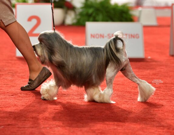 Close up of a Lowchen walking on a red carpet