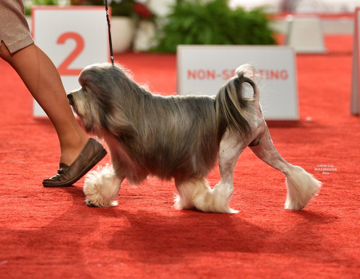 13 Most Expensive Dog Breeds That'll Leave A Huge Dent In Your Account