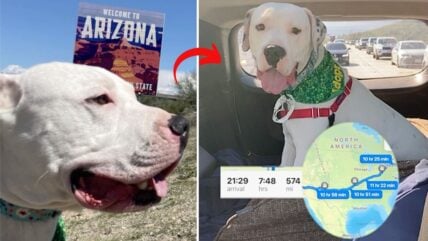 Homeless Dogo Argentino Travels 3,000 Miles Through Blizzards & Deserts for His Final Chance at Adoption