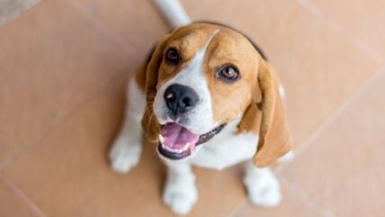 150 Beagle Names as Adorable as Their Floppy Ears!