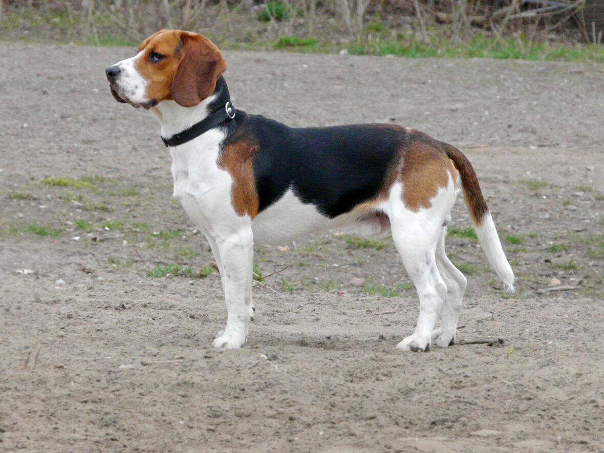 Close up of a Beagle standing with a clack collar on its neck, Beagles are among the best small guard dogs to own