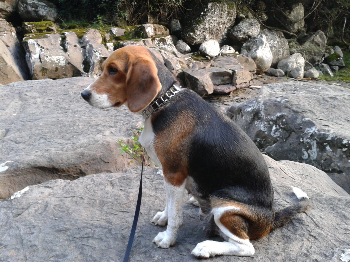 A leashed Beagle sitting on a rock, Beagles are among the dog breeds prone to cancer