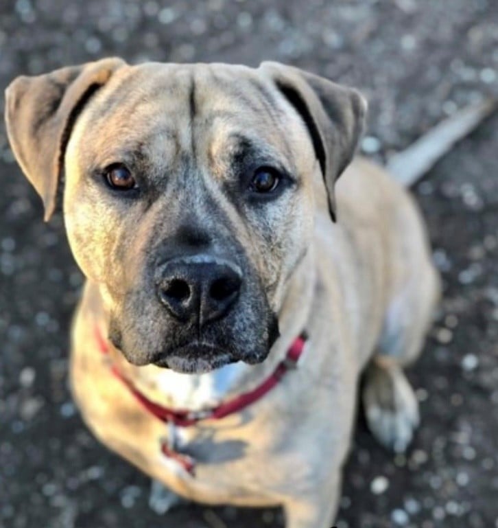 Dog up for adoption: Bentley