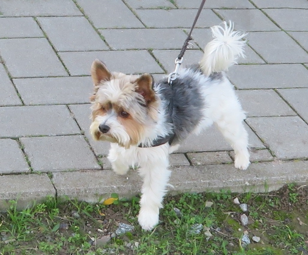 A leashed Biewer Terrier walking on a sidewalk