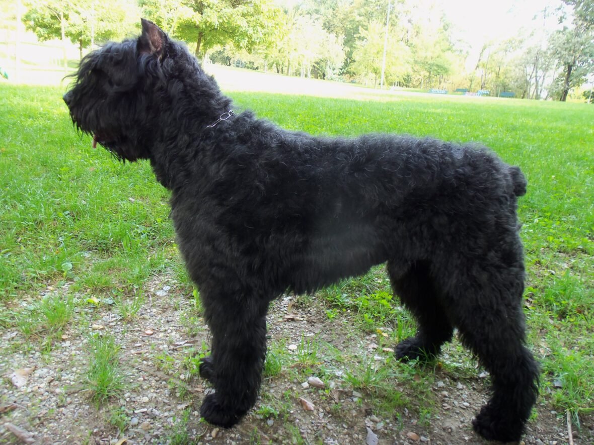 A Bouvier des Flandres standing on a field, Bouvier des Flandres are among the dog breeds prone to cancer