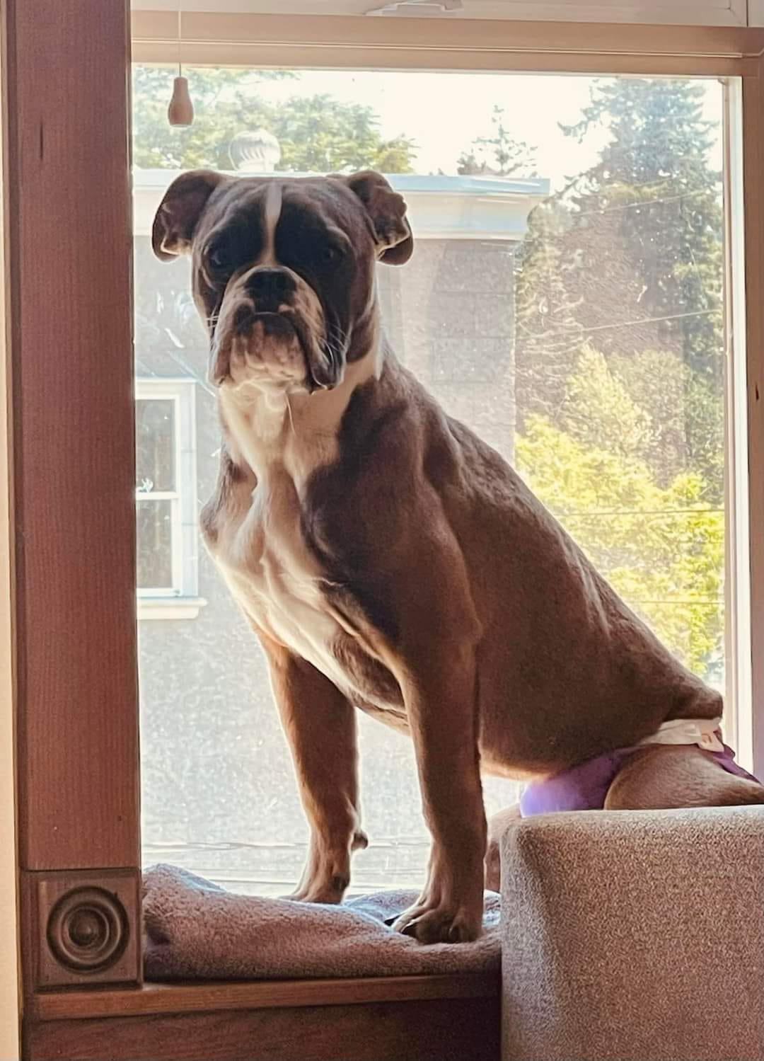 This Bulldog Was Given Up for His 'Disability' - Until Someone Realized His Superpower