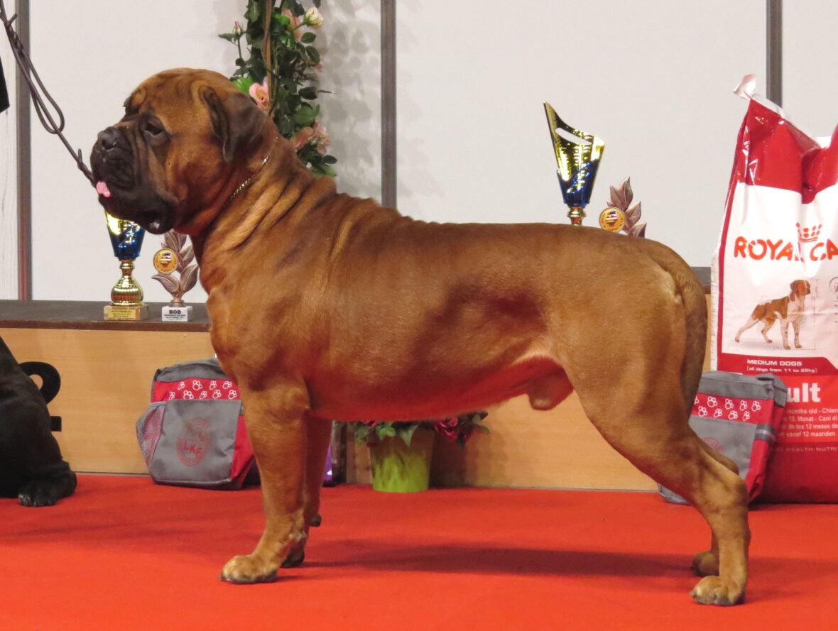 A Bull Mastiff on a red carpet, Bull Mastiffs are among the dog breeds with the shortest lifespans