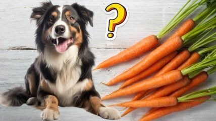 Can Dogs Eat Carrots? Get To The Root of This Question