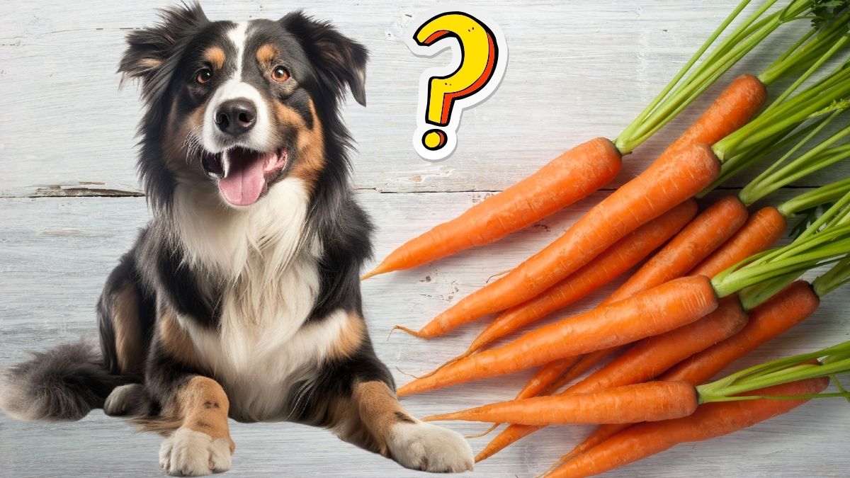 Is it bad for dogs to eat carrots best sale