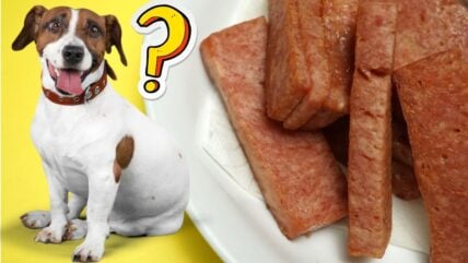 Can Dogs Eat SPAM? What This Canned Classic Does to Their Health