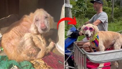 Chained Up Golden Retriever Finally Experiences True Love – For Her Final 6 Glorious Months