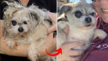 Abandoned Senior Dog with Medical Needs Finds Lifeline with Dedicated Rescue Group
