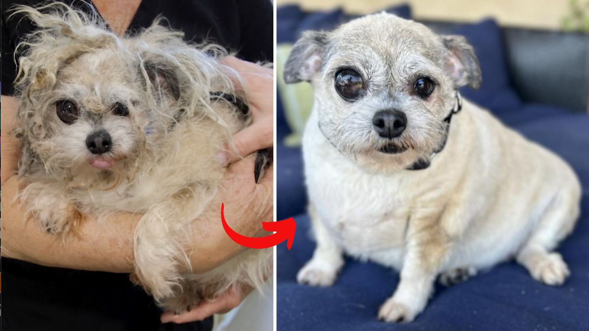 Eye-catching Rescue: How This Senior's Odd Condition Put Him On Path To 