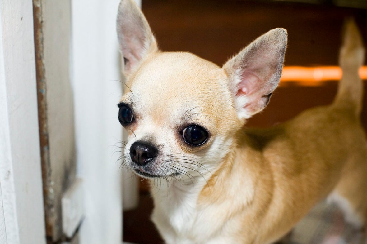 Close-up of a Chihuahua, the Chihuahua is among the best small guard dogs to own
