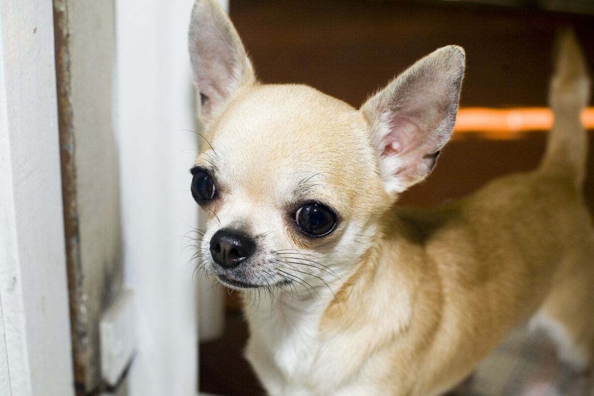 A close-up of a Chihuahua, Chihuahuas are among the dog breeds with the longest lifespans