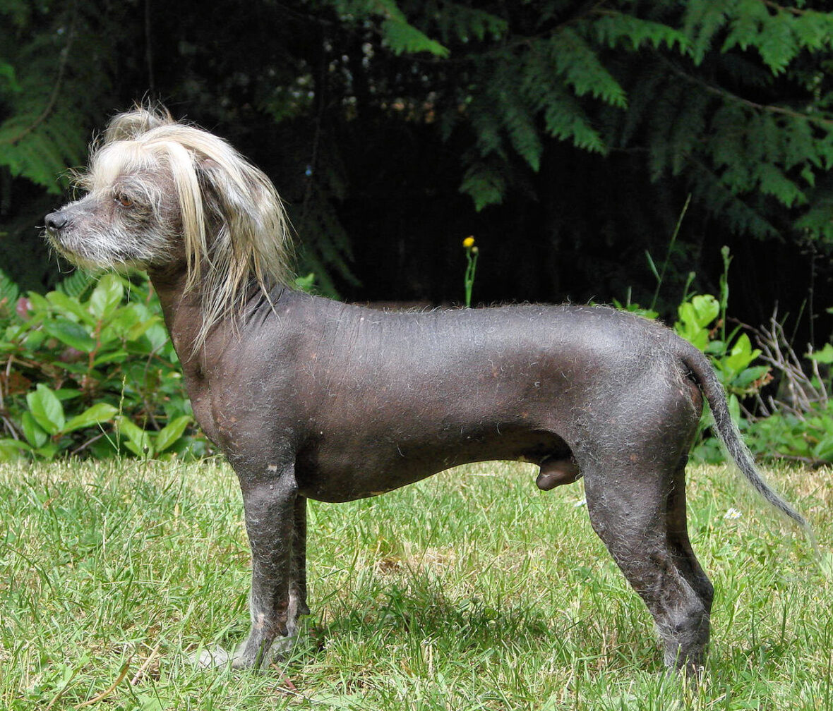 A black Chinese Crested standing on grass, Chinese Cresteds are among the dog breeds with the longest lifespans