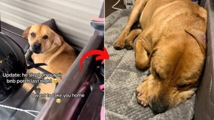 Bride’s Airbnb Vacay Takes an Unexpected Turn When Stray Dogs Follow Her Home