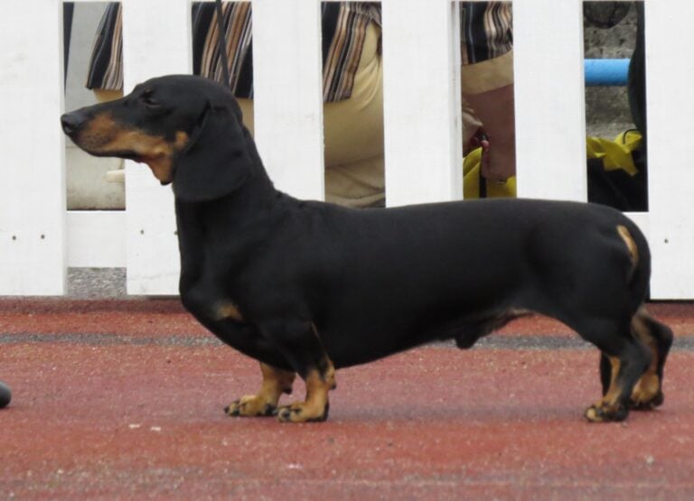 A close-up of a Dachshund, Dachshunds are among the best small guard dogs to own