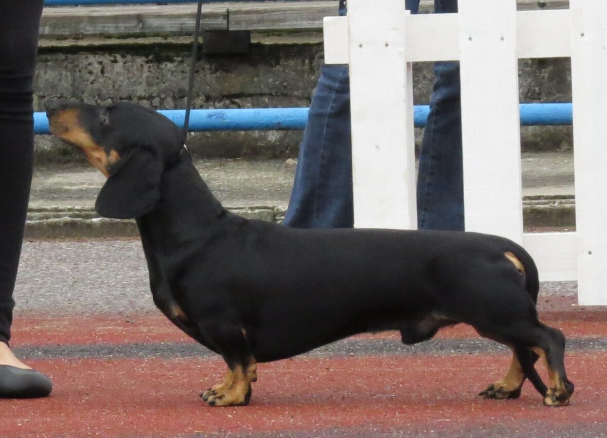 A close-up of a Dachshund, Dachshunds are among the dog breeds with the longest lifespans
