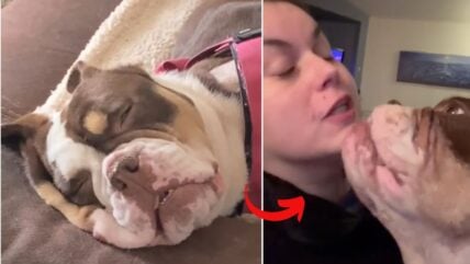 Bulldog Overcomes Harsh Beginnings, Smothers Rescuer with Kisses in Heartwarming Recovery