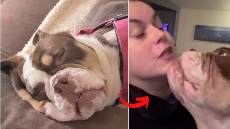 Shot 3 Times But Still So Affectionate: This Bulldog's Response to Her Rescuers Will Melt Your Heart"